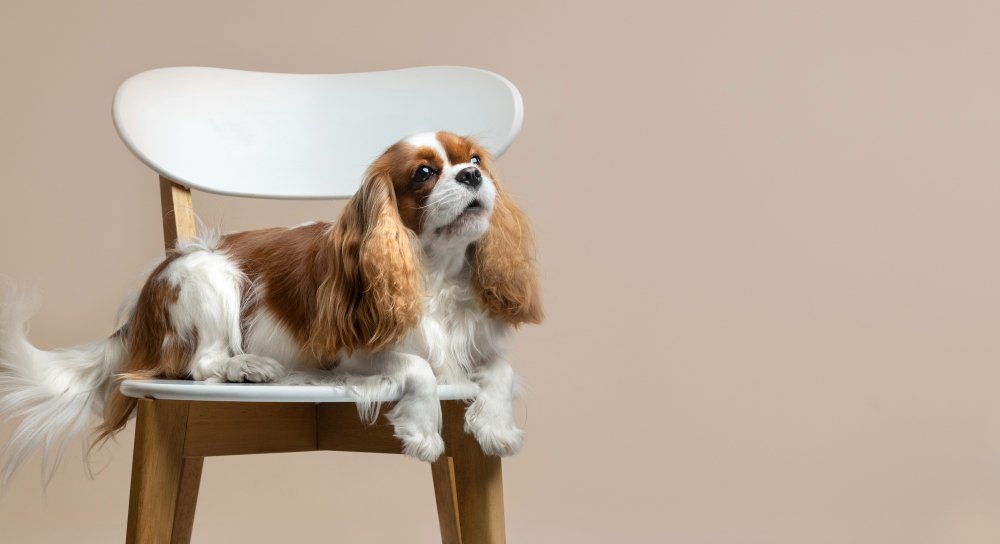 Cavalier King Charles Spaniel  Apartment dog