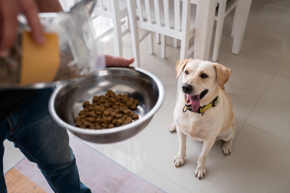 Why Large Breed Dog Food Matters