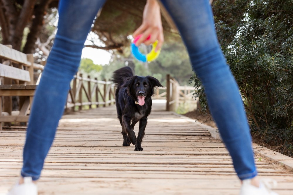 Signs Your Dog Is Over-Exercised
