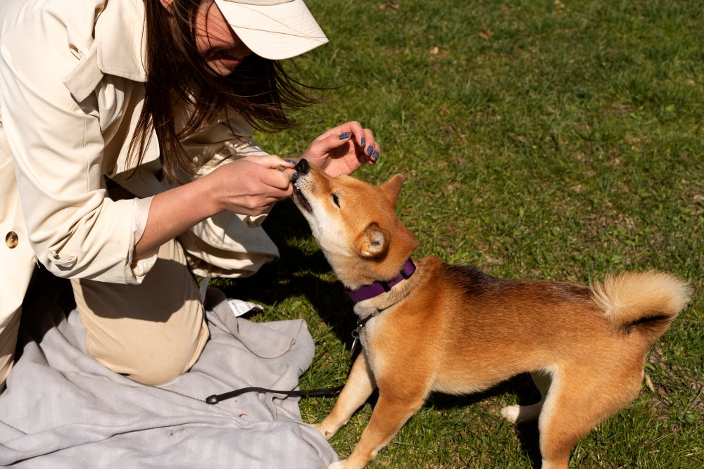 How Does Lyme Disease Sneak Into Your Dog's Life