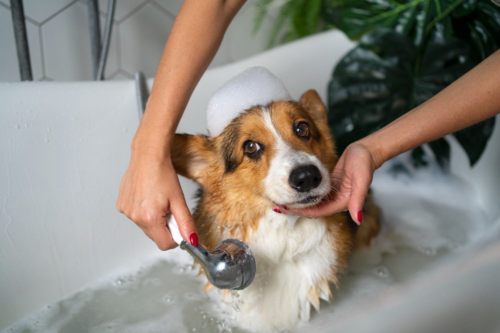 Dog Grooming at PetSmart