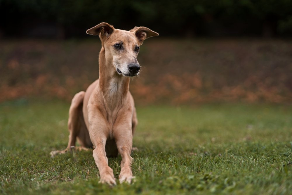 Greyhound apartment dog