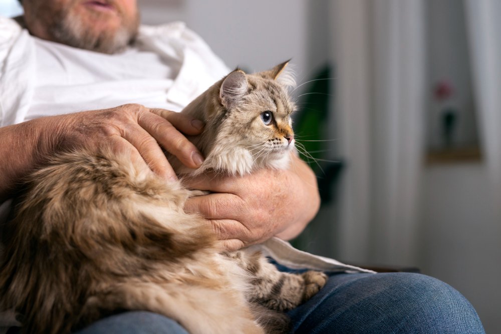 Dealing with Matted Fur