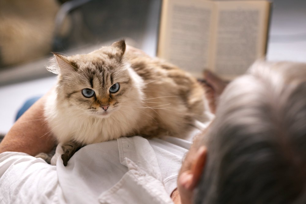 Maine Coon Lifespan and Health