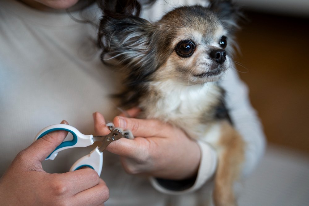Top 10 Dog Nail Grinders of 2025
