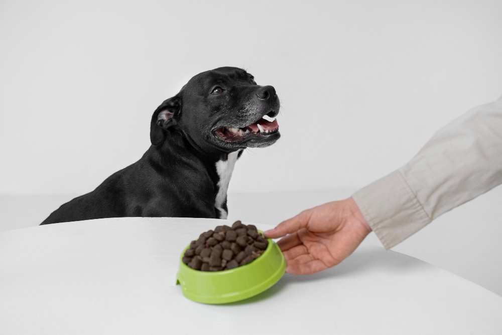 How to Actually Personalize Your Pet’s Nutrition