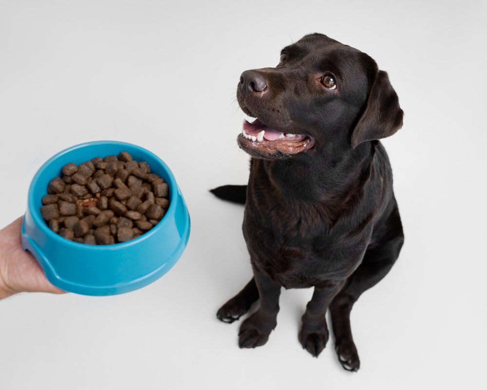 5  Affordable Dog Foods for Large Breeds