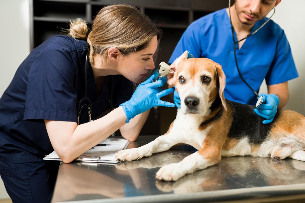 What Is a 24-Hour Emergency Vet?