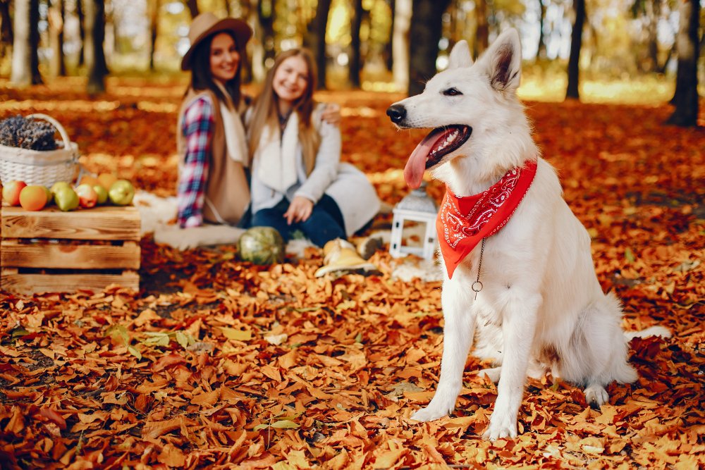 How to Help Your Dog Live the Longest, Healthiest Life