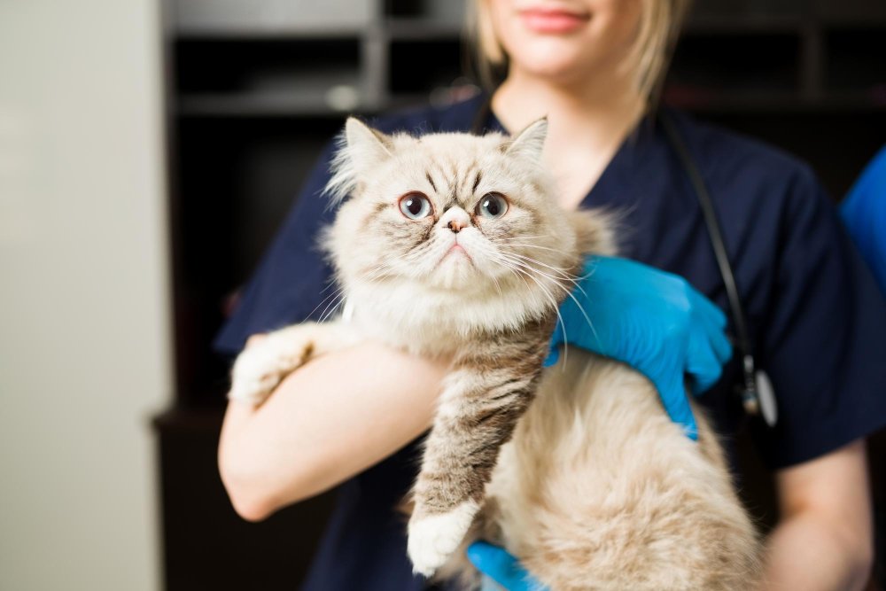 Cat health is about balancing immediate threats with long-term wellness