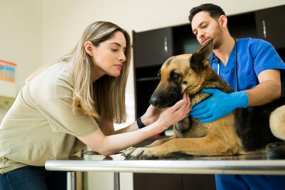Ask your regular veterinarian