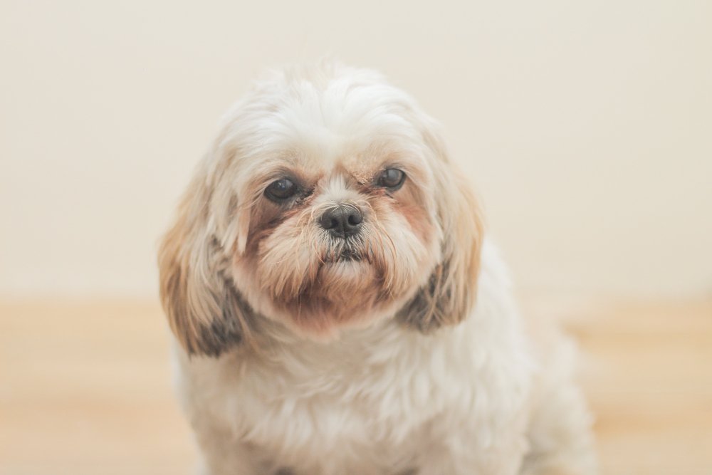 Shih Tzu apartment dog