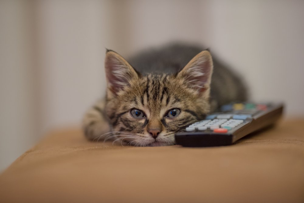 Spaying: When, Why, and What to Expect
