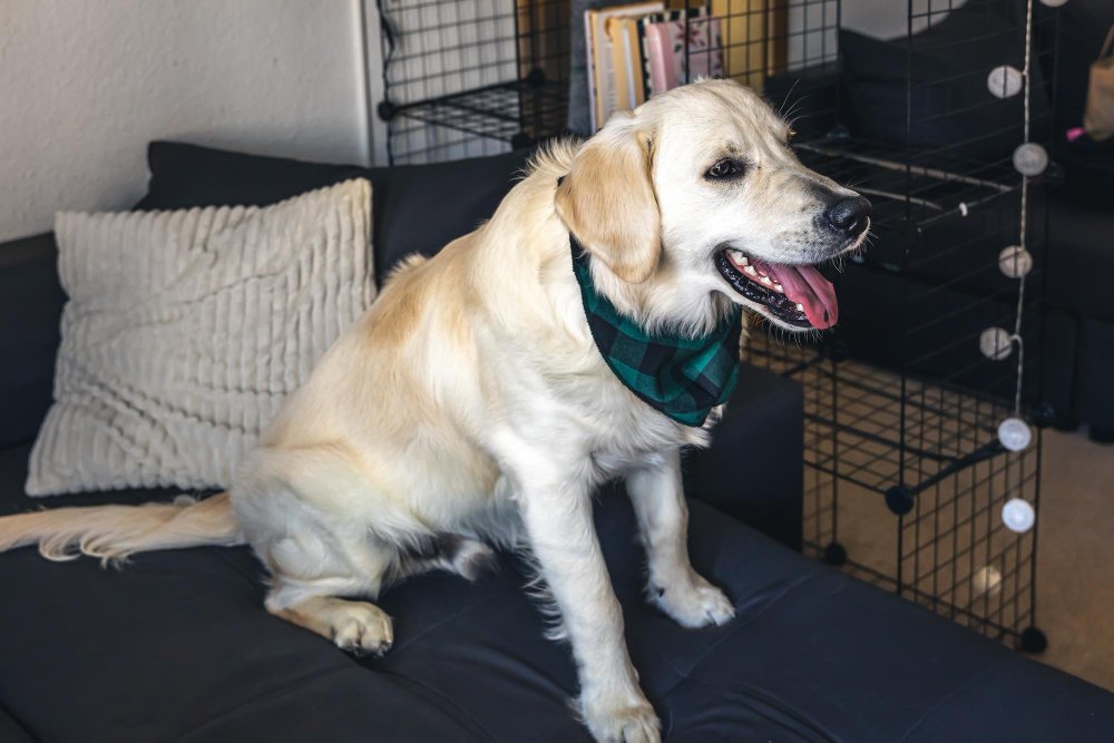 Hip Dysplasia Golden Retrievers