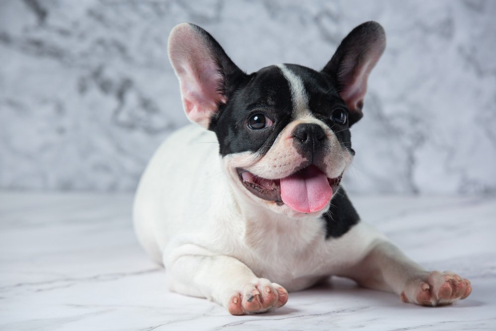 French Bulldog