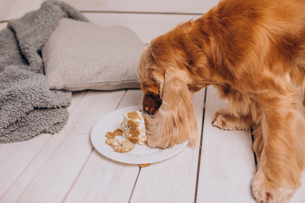 Golden Retriver Diet & Nutrition