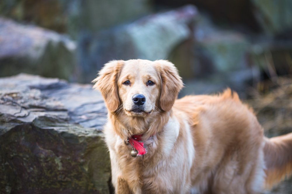 Why Golden Retrievers Are Easy (and Hard) to Train