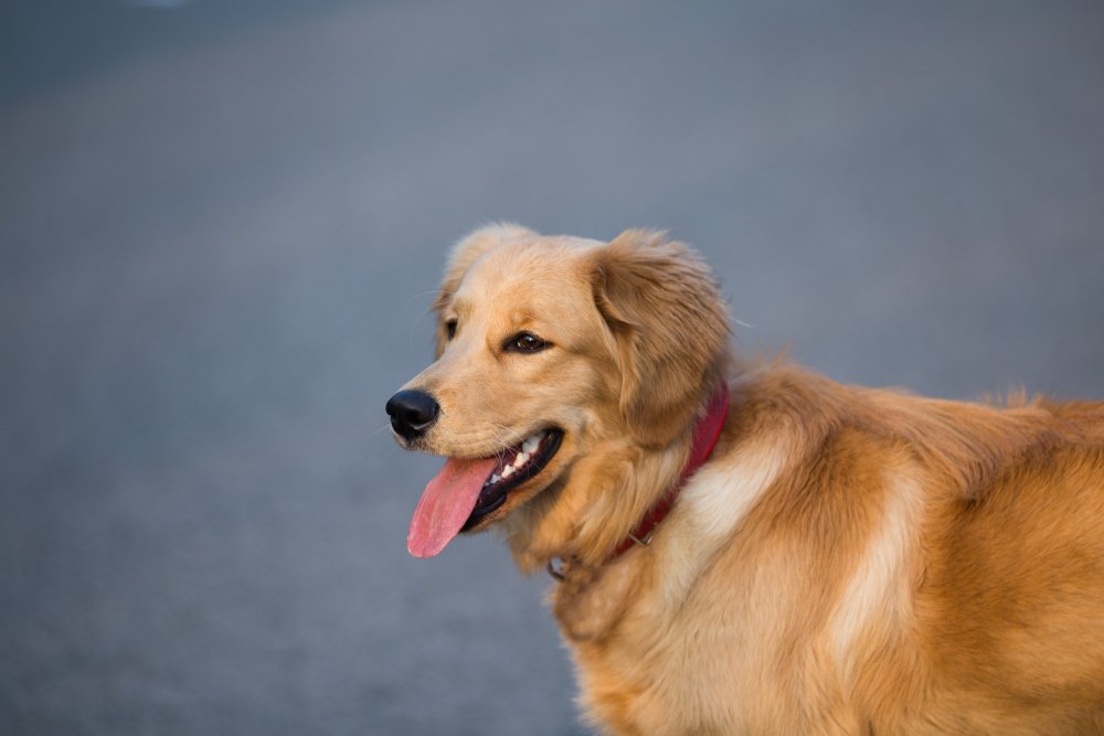 Golden Retriever Intelligence & Trainability
