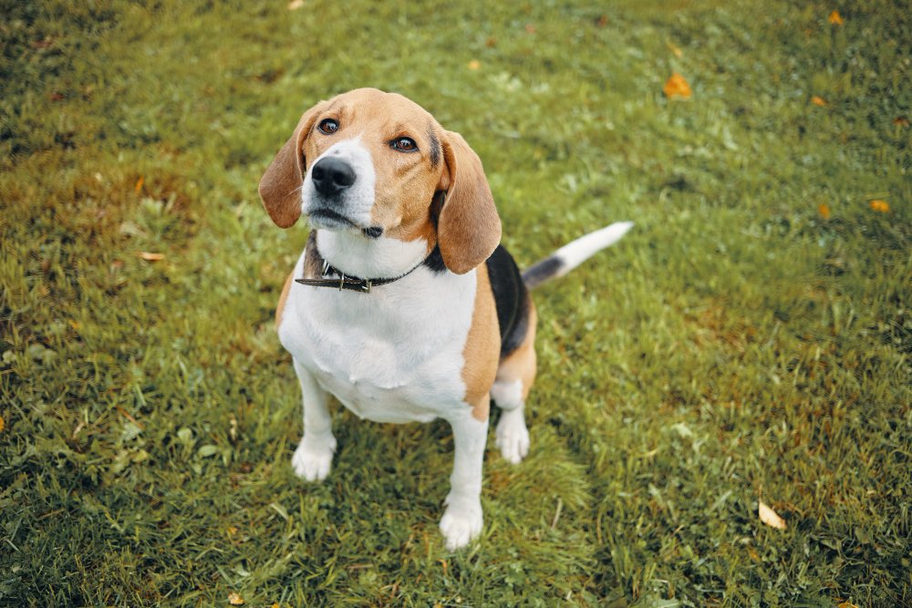 Beagle