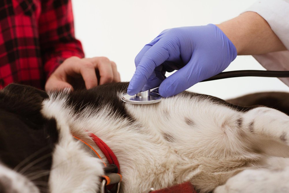Go to a 24-Hour Emergency Vet Immediately