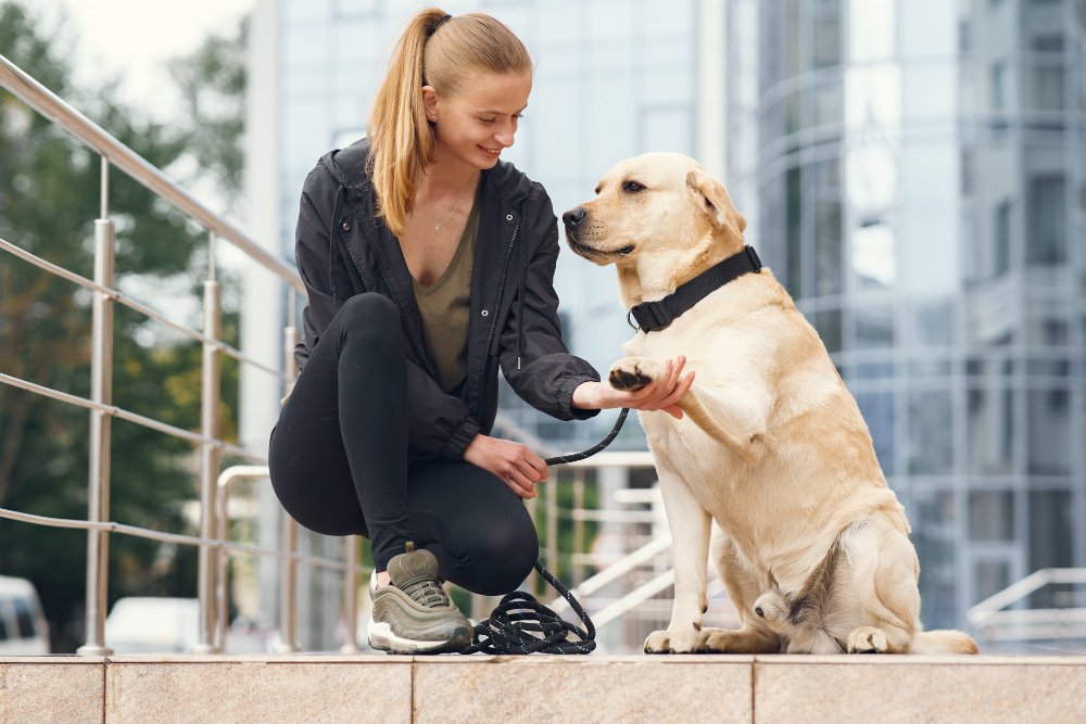Leash Training