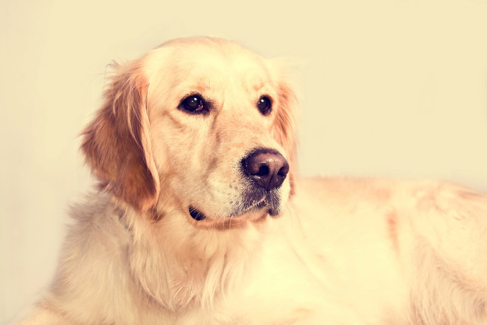 Golden Retriever History & Origin