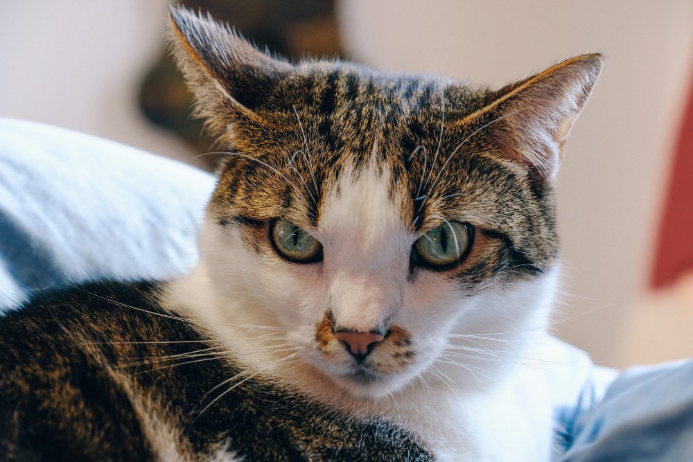 What Is a Maine Coon Cat?