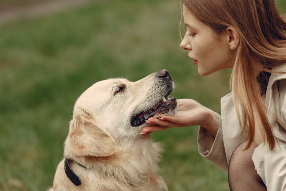 Health: What Every Golden Retriever Owner Must Know