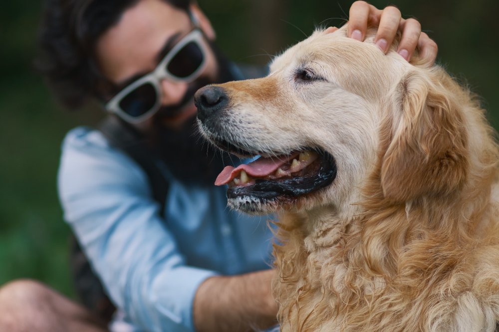 Bathing Your Golden Retriever