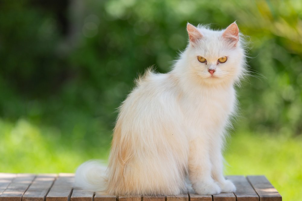What Affects Maine Coon Price?
