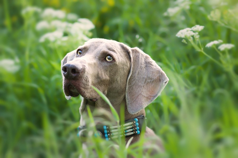 German Shorthaired Pointer