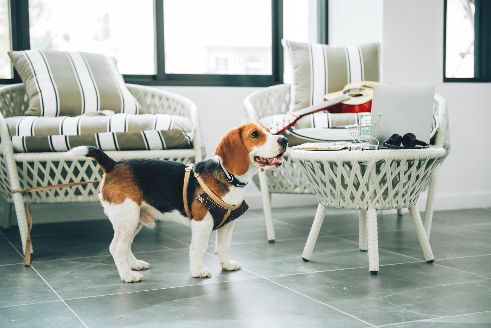 Why Columbus Rocks for Dog Boarding (And Why It Matters)