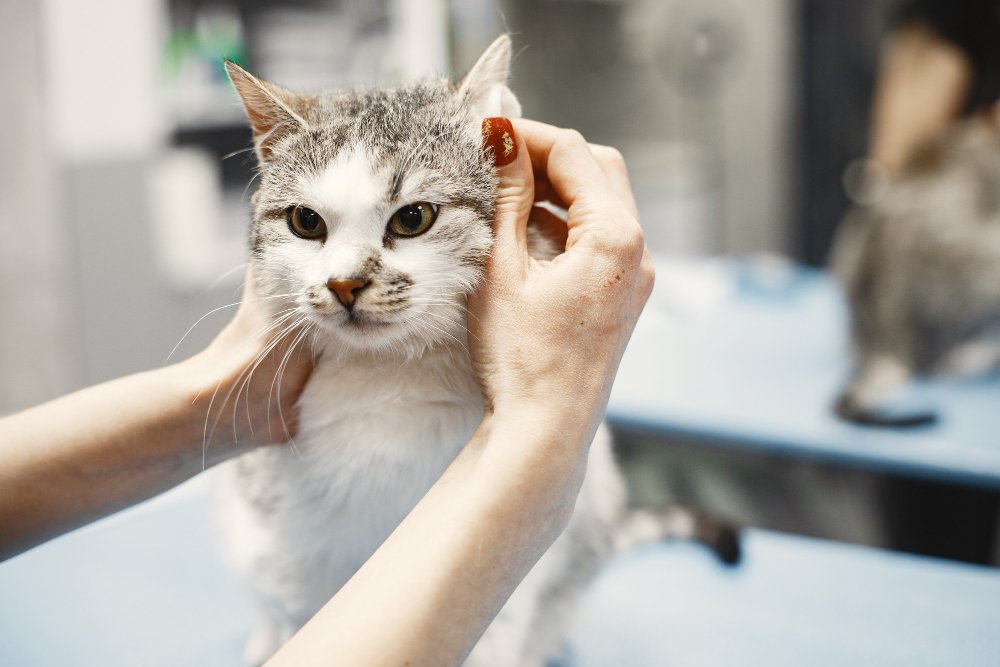 Bathing Your Maine Coon