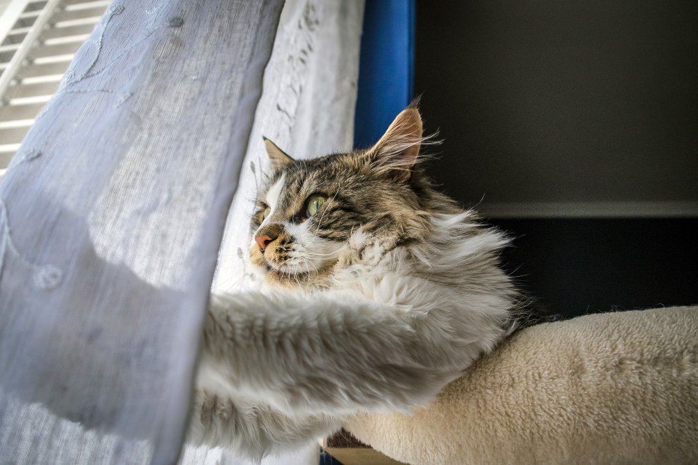 https://www.petzooie.com/animal-shelters
