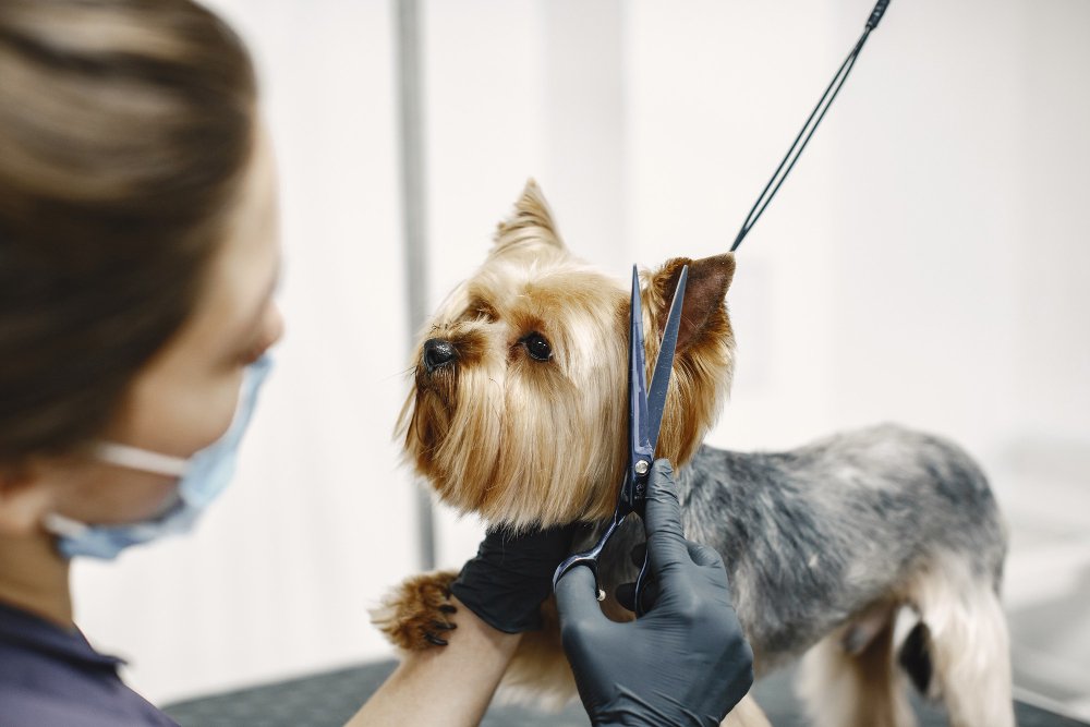 Why Grooming at PetSmart Is More Than Just Hygiene