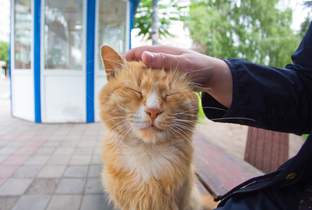 What Happens If You Don't Spay