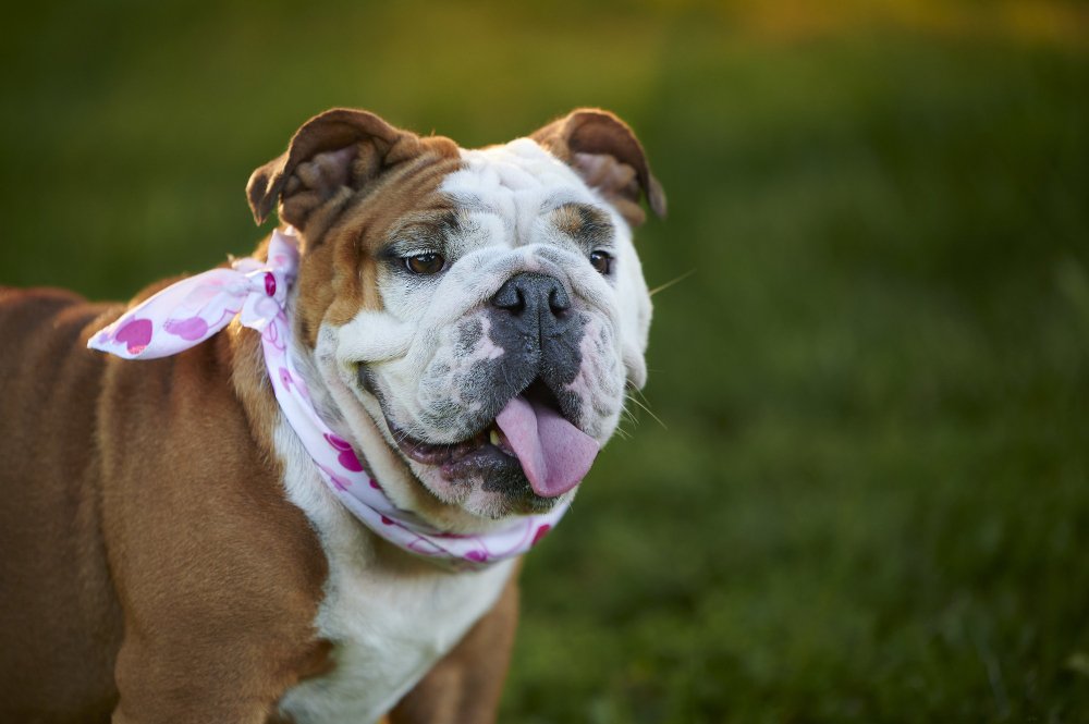 English Bulldog