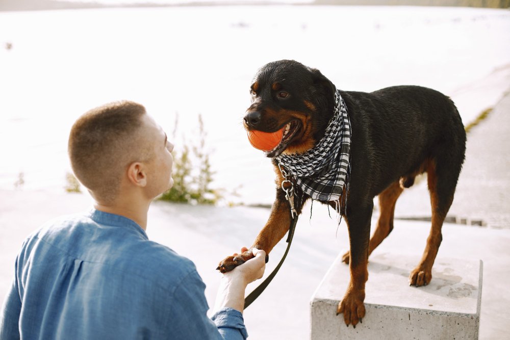 rottweiler bite force