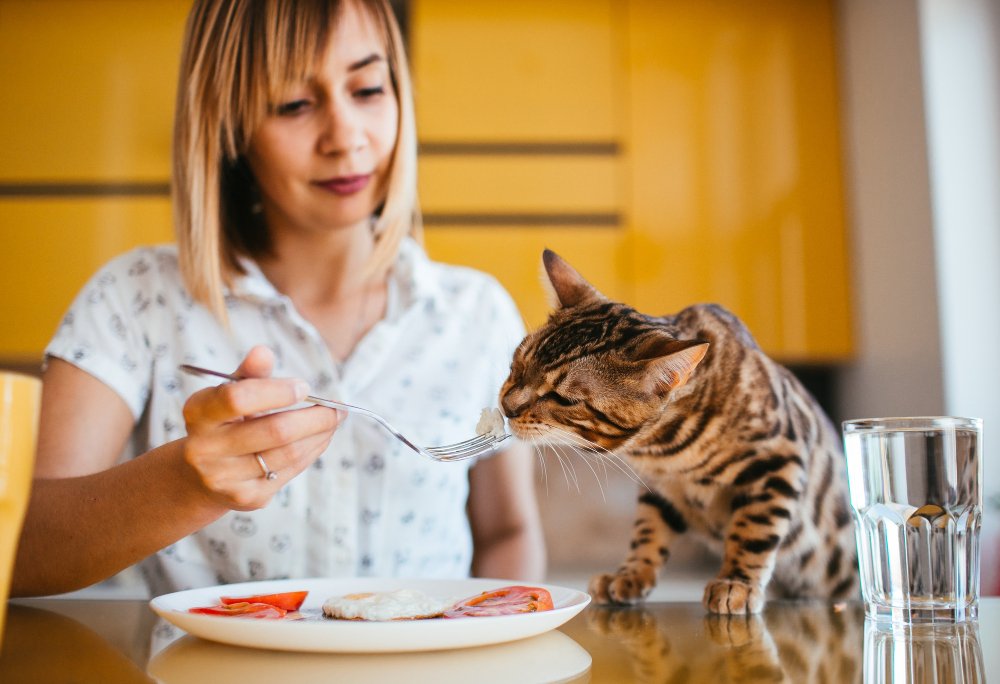 Understanding Cat Food Options