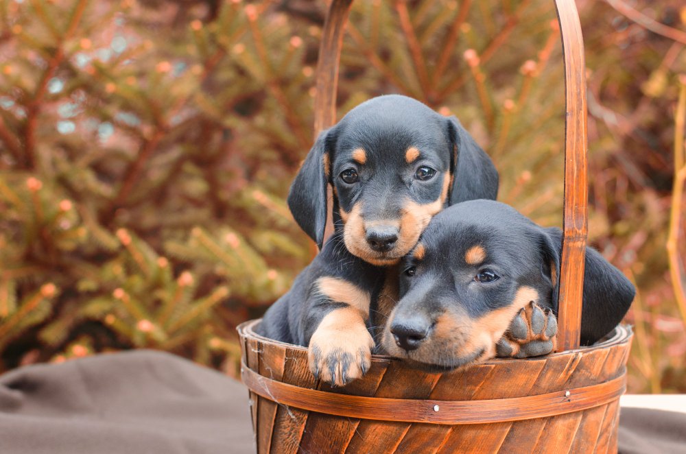 What Do Puppies Actually See When Their Eyes First Open?