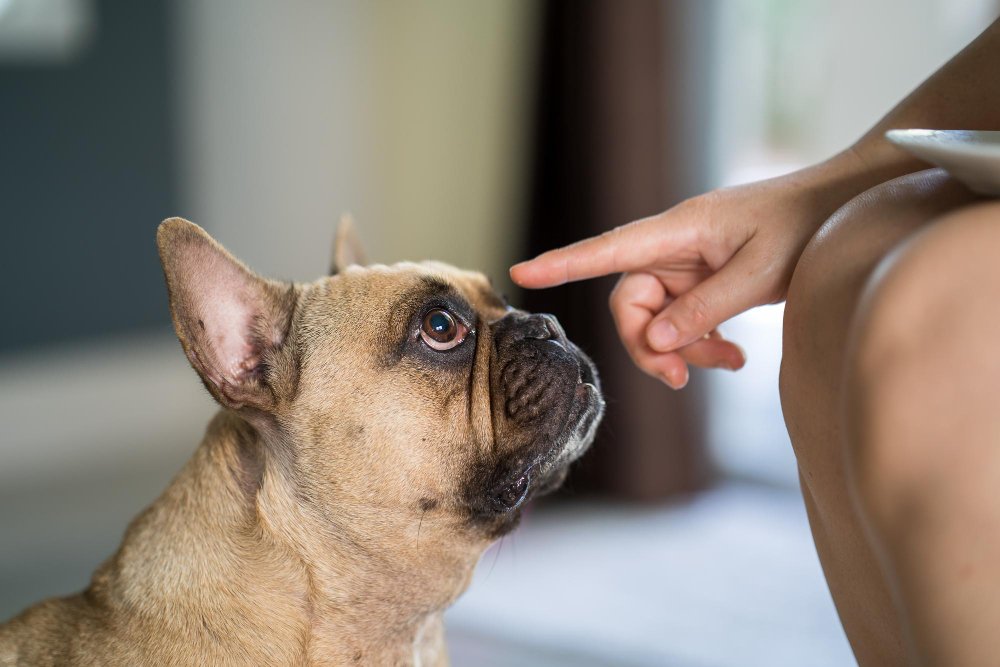 10 Critical Dog Boarding Red Flags