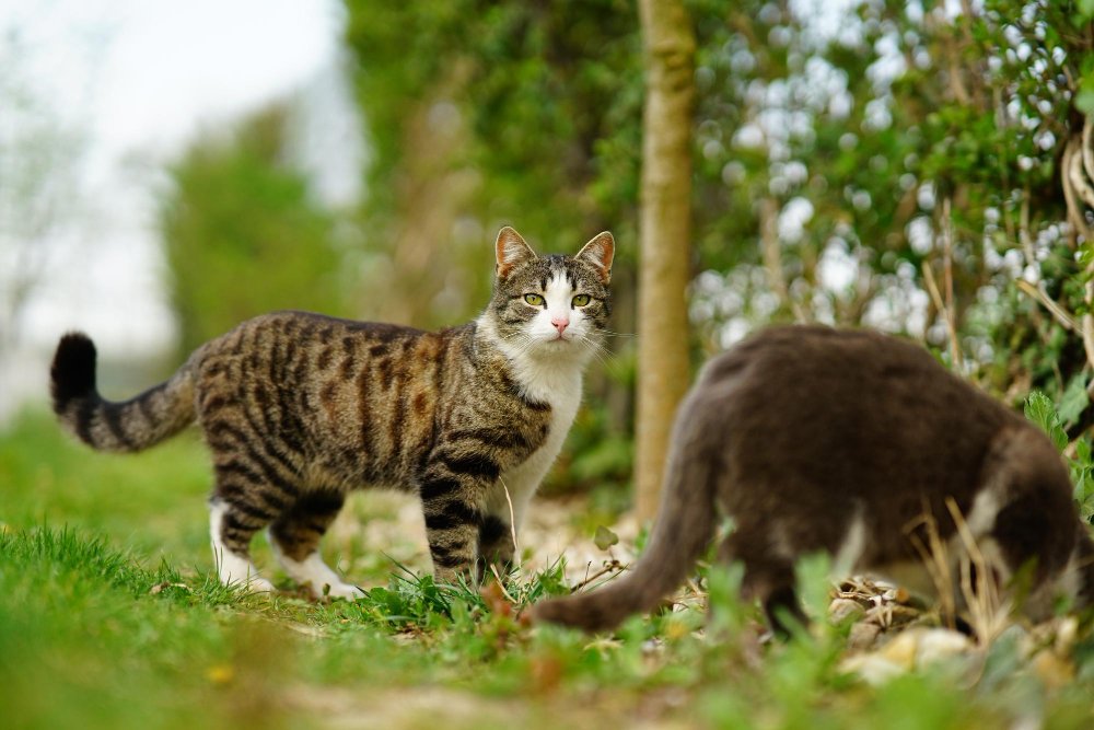 cats are seasonally polyestrous