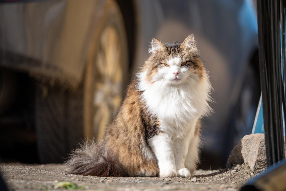 Maine Coon Breeders