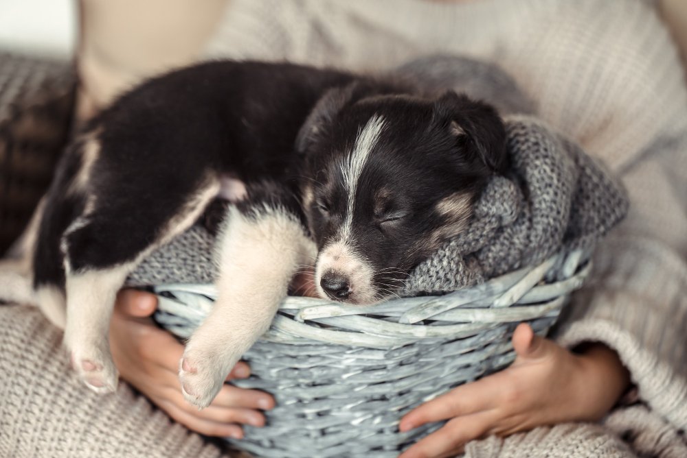 Why Are Puppies Born with Their Eyes Closed?