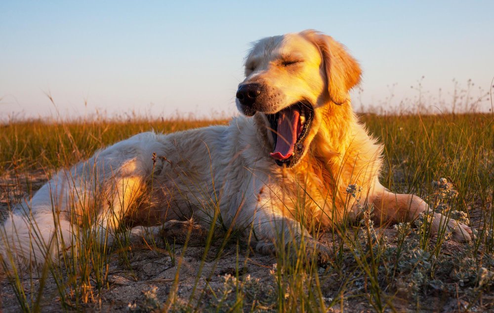 Understanding the Golden Retriever Double Coat