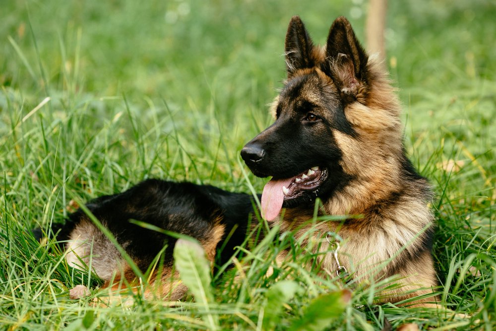 German Shepherd
