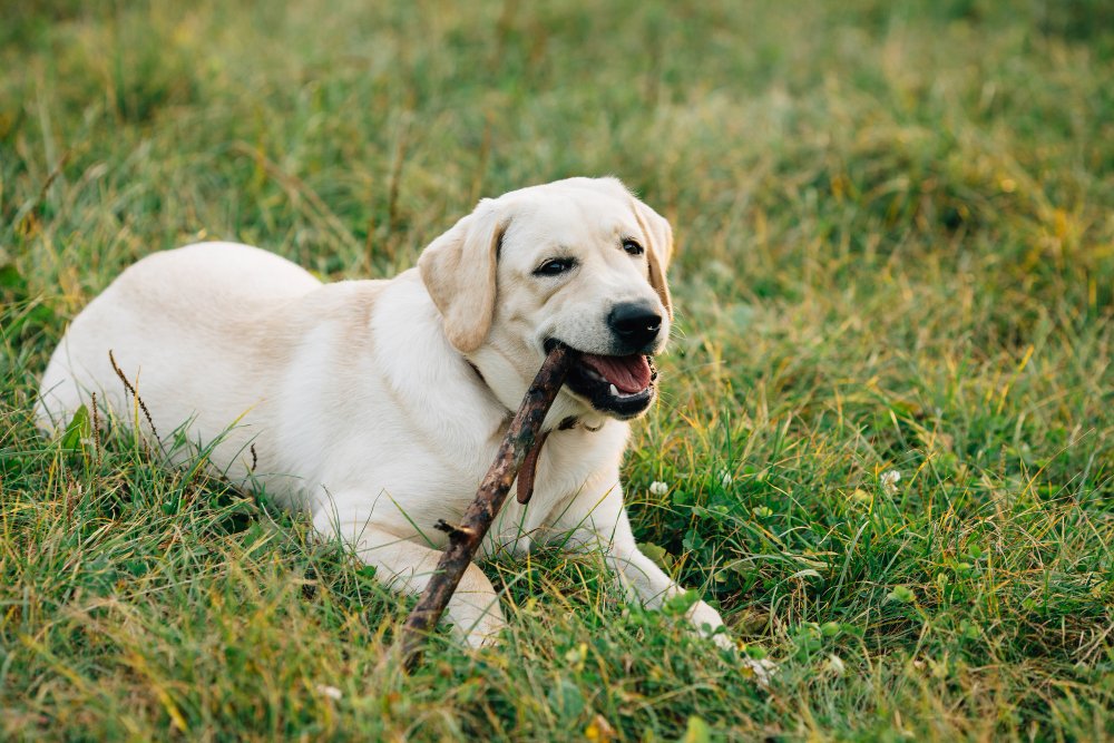 Labrador Retriever