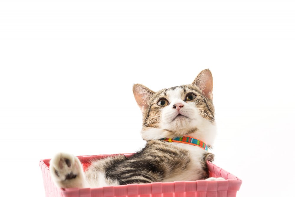 Top Cat Litter Picks for 2026