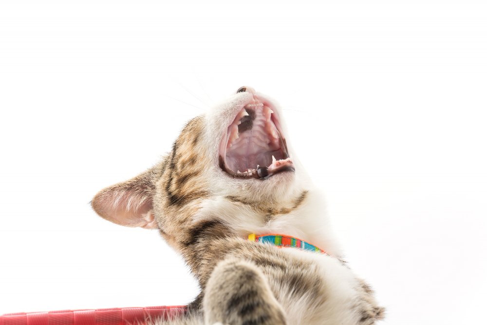 Dental Care for Maine Coons