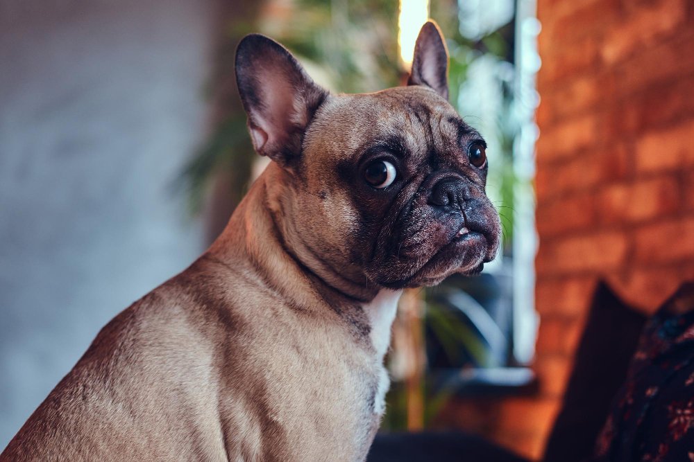 Pug apartment dog